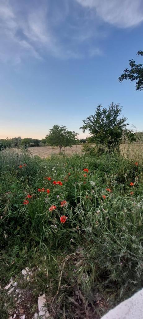 Casa Loredana Putignano Dış mekan fotoğraf